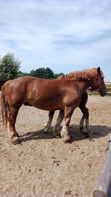 Sprzedam klacz zimnokwista zrebna że źrebakiem