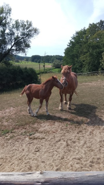Sprzedam klacz zimnokwista zrebna że źrebakiem