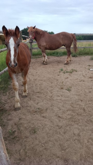 Sprzedam klacz zimnokwista zrebna że źrebakiem