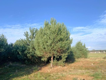 Działki budowlanena sprzedaż Olimpia gm. Brudzew