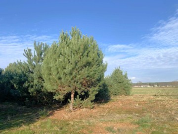 Działki budowlanena sprzedaż Olimpia gm. Brudzew