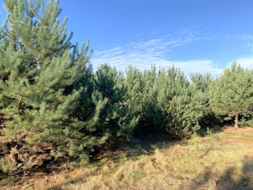 Działki budowlanena sprzedaż Olimpia gm. Brudzew