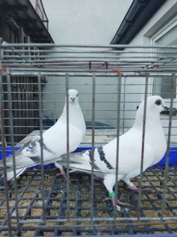 Gołębie Damasceńskie