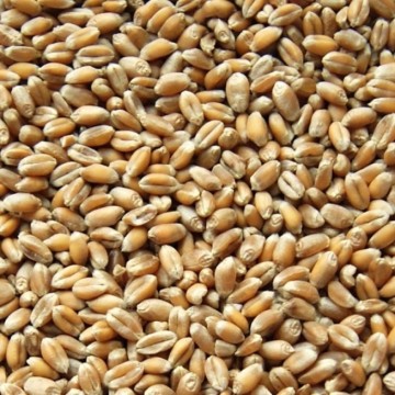 pszenica, pszenżyto, jęczmień, żyto