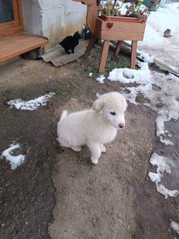 suczka owczarka podhalanskiego