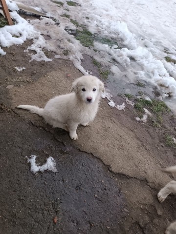 suczka owczarka podhalanskiego