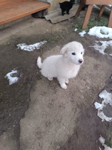 suczka owczarka podhalanskiego