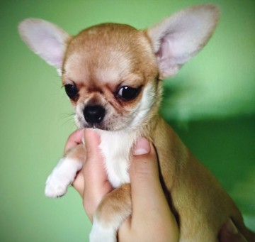 Chihuahua maleńka sunia