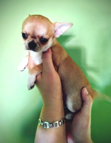 Chihuahua maleńka sunia