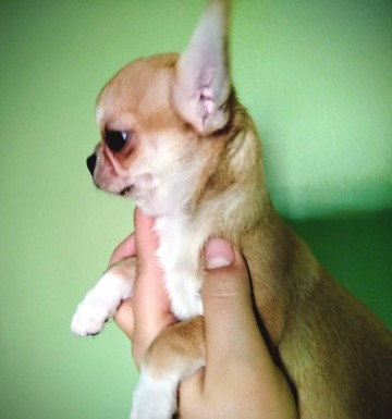 Chihuahua maleńka sunia