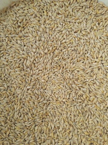 Jęczmień jary Brigtta