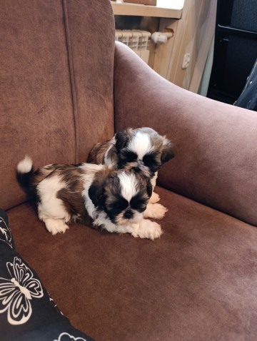 Shih tzu szczeniaki
