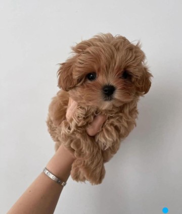 Szczeniaki maltańczyka. Szczeg&oacute;ły na WhatsApp: +447490124950