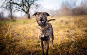 Blum - młody, wychowany z dziećmi, aktywny psiak!