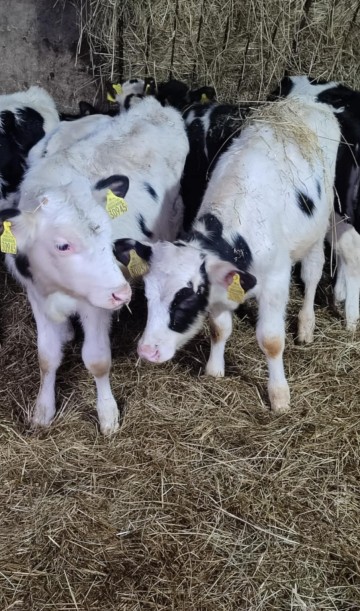 2 byczki Polskie po 3350 zł sz