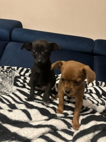 Pinczerki miniaturka