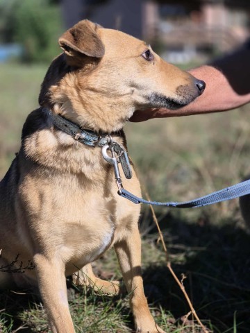 Snikers - kot w ciele psa szuka domu!