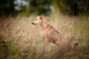 Snikers - kot w ciele psa szuka domu!