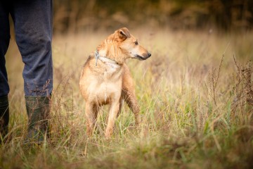 Snikers - kot w ciele psa szuka domu!