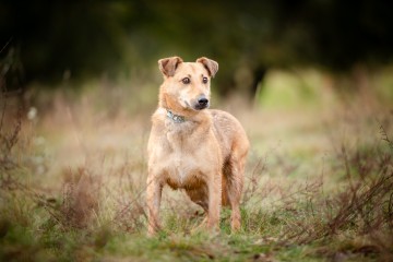 Snikers - kot w ciele psa szuka domu!