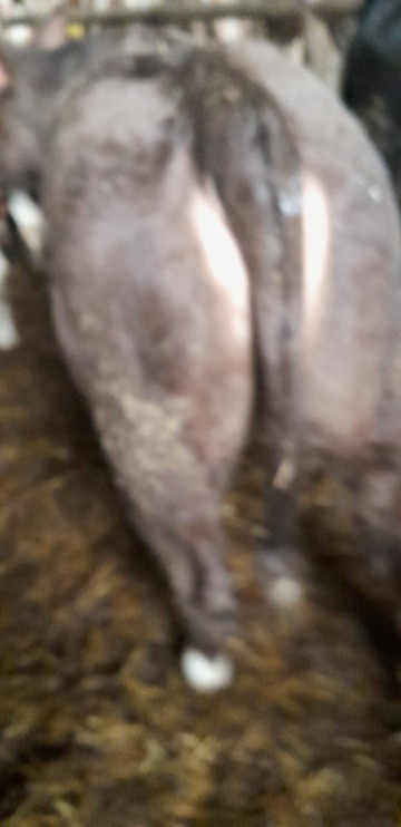 Sprzedam jał&oacute;wkę mięsną