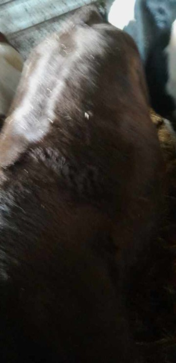 Sprzedam jał&oacute;wkę mięsną