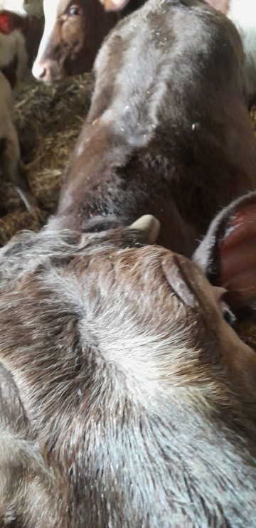 Sprzedam jał&oacute;wkę mięsną