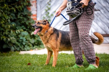 Fantastyczny Lizak - niekonfliktowy, rodzinny psiak!