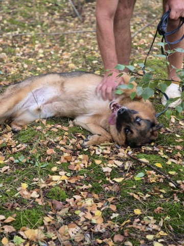 Fantastyczny Lizak - niekonfliktowy, rodzinny psiak!