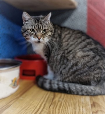 Wspaniałe, kochane koty BŁAGAJĄ o dom!