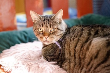 Wspaniałe, kochane koty BŁAGAJĄ o dom!