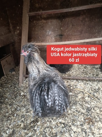 Koguty silki  (  rasa kura jedwabista usa)