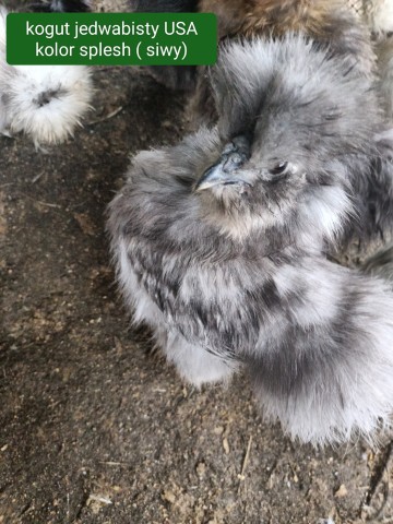 Koguty silki  (  rasa kura jedwabista usa)