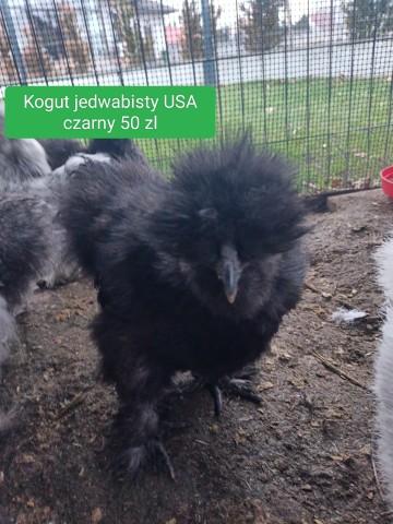 Koguty silki  (  rasa kura jedwabista usa)