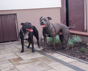 American Staffordshire Terrier