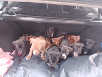 American Staffordshire Terrier