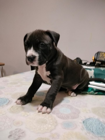 American Staffordshire Terrier