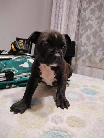 American Staffordshire Terrier