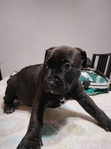 American Staffordshire Terrier