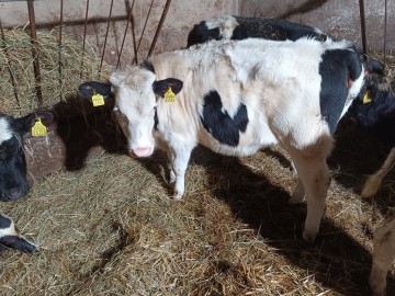 jałoszka i jeden byczek