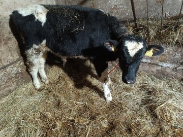 jałoszka i jeden byczek