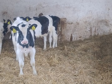 Byczek byk cielak opas