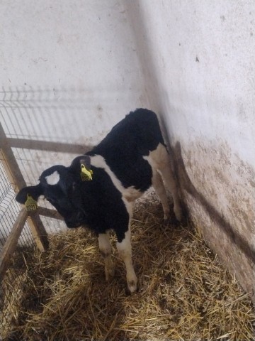 Byczek byk cielak opas