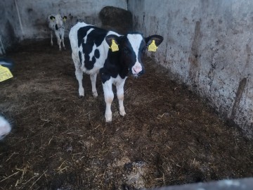 Byczek byk cielak opas