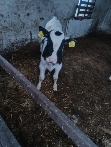 Byczek byk cielak opas