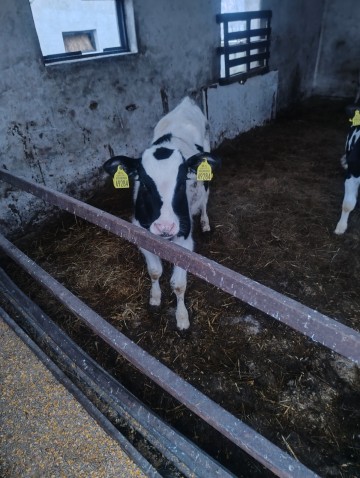 Byczek byk cielak opas