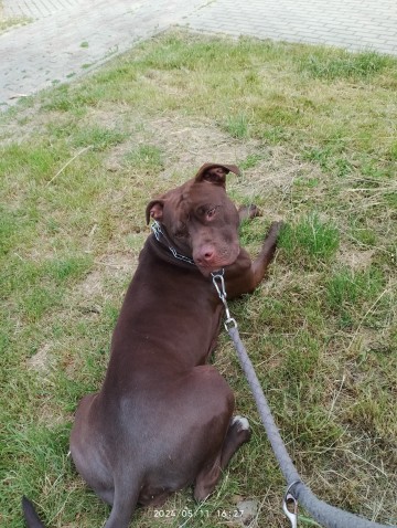 Oddam Suczkę w dobre ręce