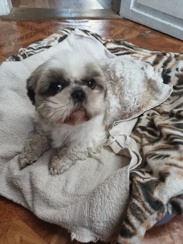 Oddam suczkę Shish tzu za koszt utrzymania