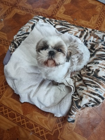 Oddam suczkę Shish tzu za koszt utrzymania