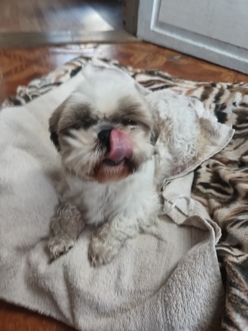 Oddam suczkę Shish tzu za koszt utrzymania